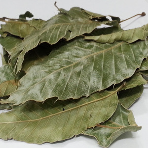 국내산 제주 참가시나무잎 300g 이백저